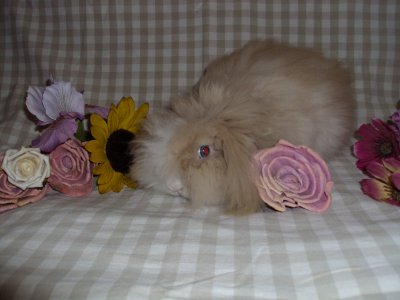 Willow3